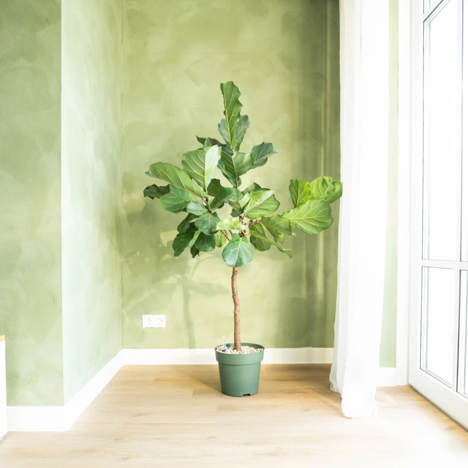 Basebeton Paint 4